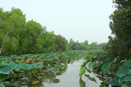 Hoang sơ rừng tràm Trà Sư ảnh 2